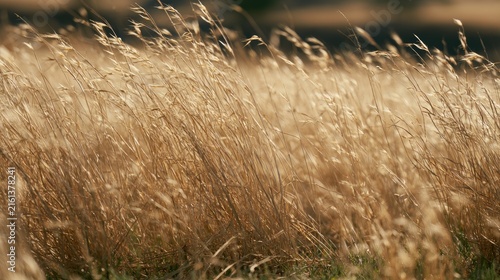 Golden tall grass swaying gently in the breeze under soft sunlight