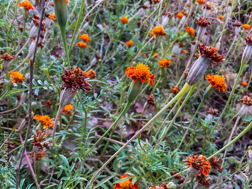 drying French marigold (Tagetes patula) flowers in an outdoor agricultural research field. natural lifecycle of the plants