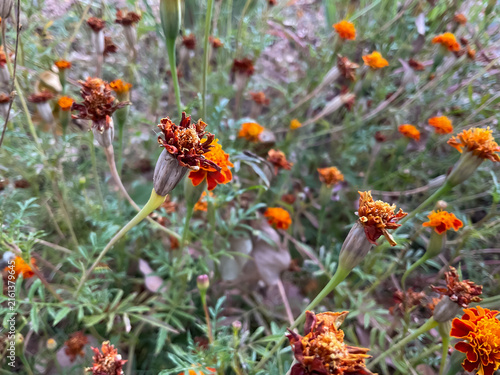 drying French marigold (Tagetes patula) flowers in an outdoor agricultural research field. natural lifecycle of the plants