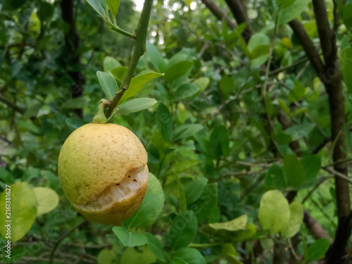 a ripe yellow lemon fruit splitting open while still hanging from the branch of a tree, caused by environmental stress, irregular watering, and heavy rain in a sunny citrus orchard.