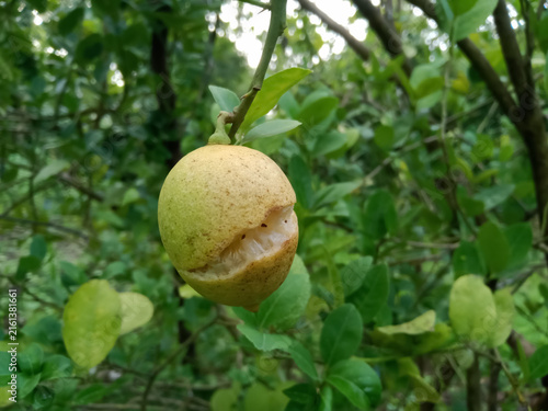 a ripe yellow lemon fruit splitting open while still hanging from the branch of a tree, caused by environmental stress, irregular watering, and heavy rain in a sunny citrus orchard.
