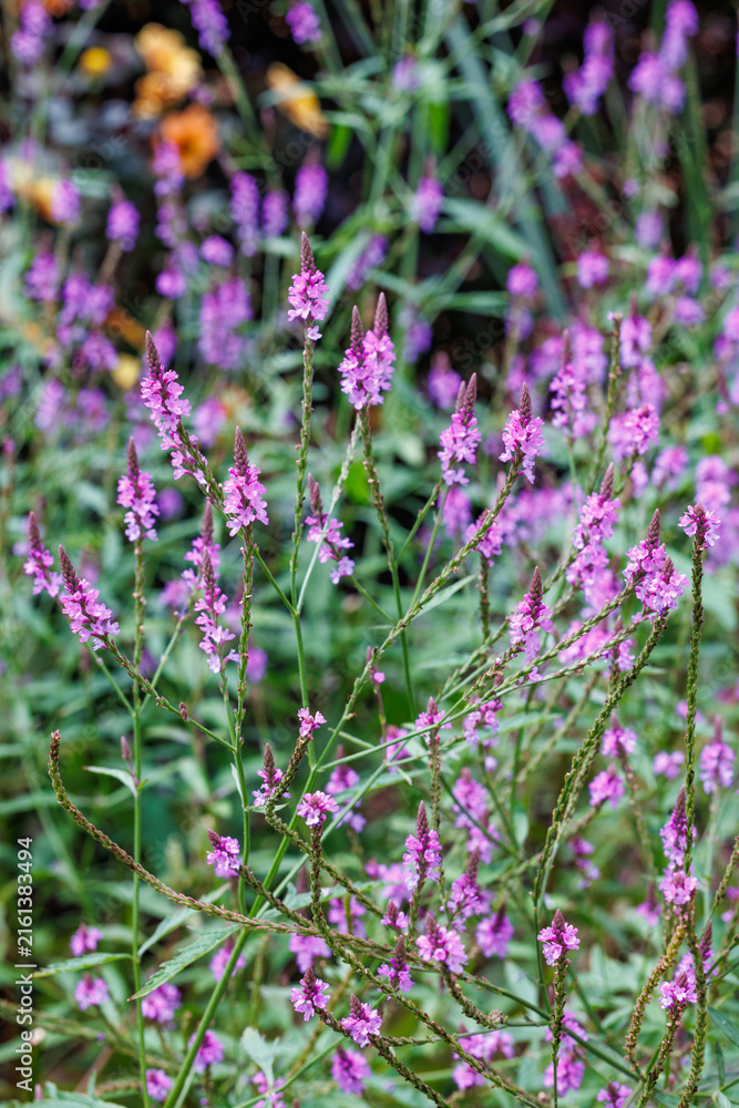 Fototapeta premium View of Veronica flowers blooming beautifully in an early summer garden.