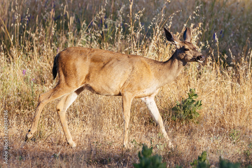 Canvastavla A mule deer walking in a grassy field at Henry Cowell Redwoods State Park