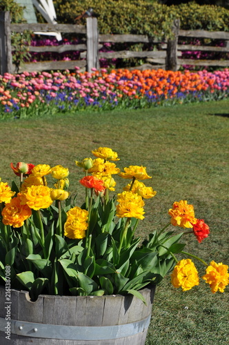 Orange and yellow tulips in wooden barrel planter with fence in background
