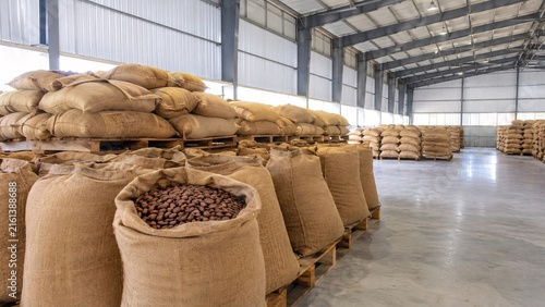 Bulk Cocoa Beans Stored in Sacks at Agricultural Commodity Warehouse