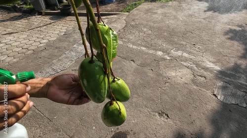 Close up of farmer hand spraying bunch of green unripe mangoes on tree with handheld spray bottle containing liquid fertilizer to promote faster ripening and prevent pest disease outdoors