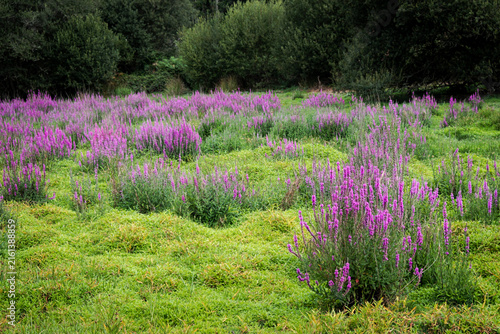 A field of purple loosestrife with its mauve spikes and green leaves.
