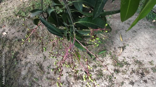 Red Ivory mango blossoms developing into small green fruitlets on pinkish red panicle branches with lush green leaves in orchard, variety that turns beautiful red with yellow blush when ripe