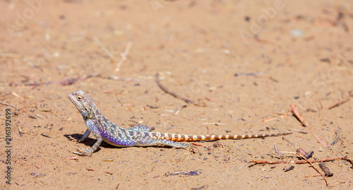 Фотография The blue agama sits in ambush on sand and branches and hunts for insects