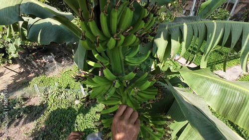 Asian farmer in traditional woven hat inspecting and caring for large bunch of green unripe bananas growing on banana tree in backyard garden to ensure fast ripening and protect from pests