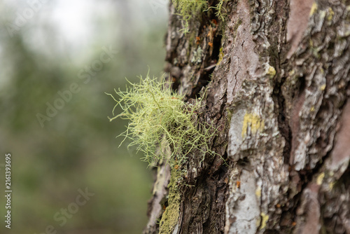 Canvastavla Green lichen growing on rugged tree bark in forest