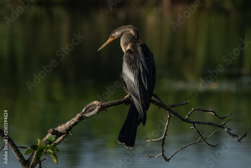 Cuadro en lienzo Anhinga perched on a branch