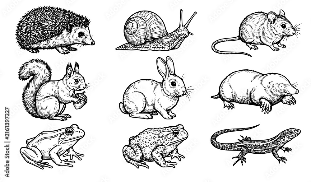Obraz premium Realistic Garden Wildlife Black Line Icon Collection with Hedgehog, Snail, Mouse, Squirrel, Rabbit, Mole, Frog, Toad and Lizard