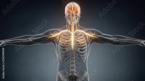 Human Nervous System Anatomy Animation.