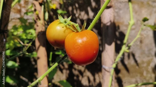 Ripe Red Tomatoes Growing on Vine in Organic Vegetable Garden