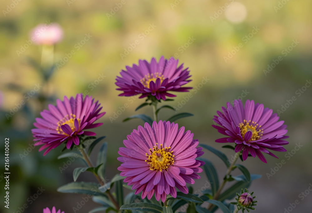 Fototapeta premium Autumn garden beauty with vibrant purple aster flowers, nature and seasonal bloom, outdoor floral display in sunlight