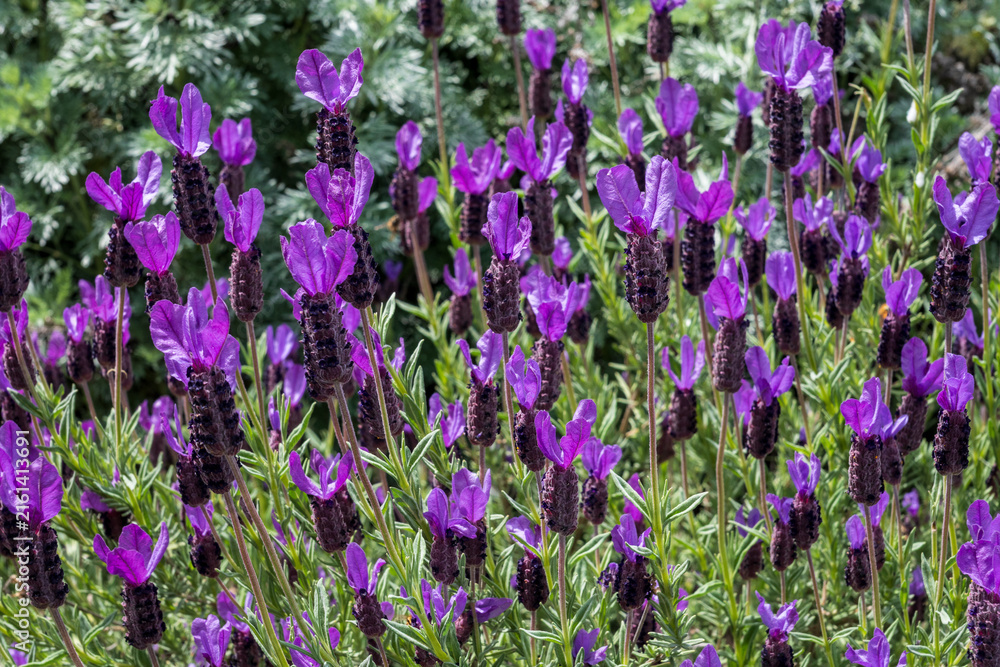 Fototapeta premium Purple Flowers Blossoming In The Spring