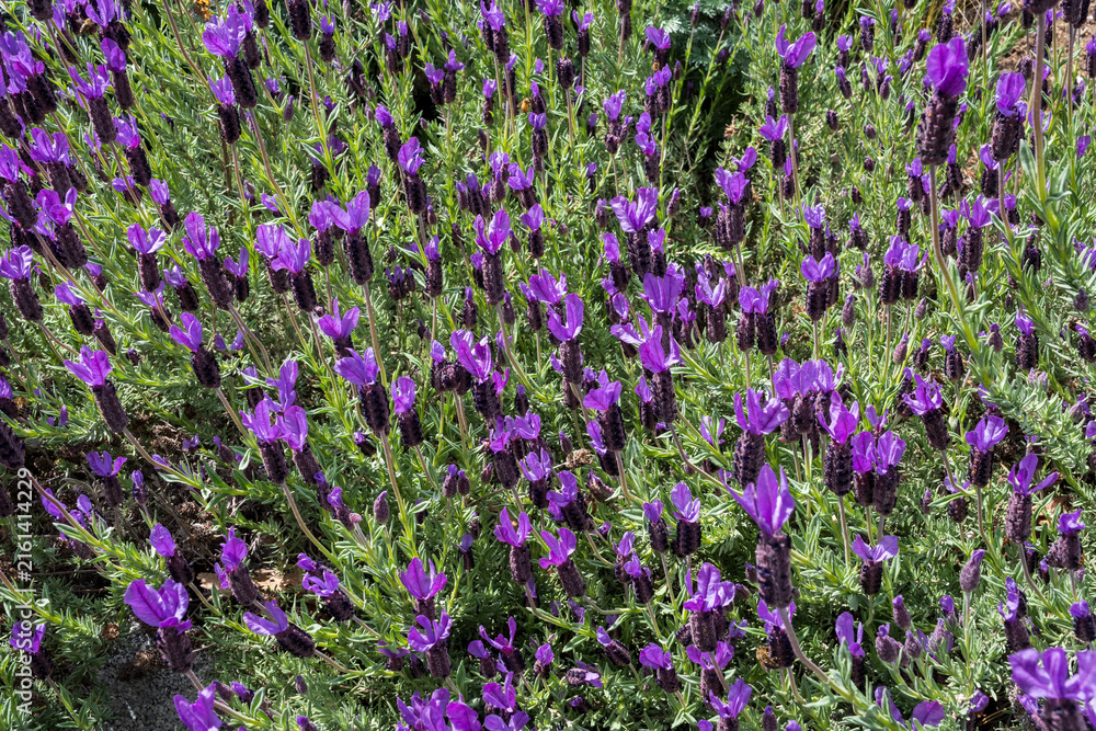 Fototapeta premium Spanish Lavender Flowers Blooming