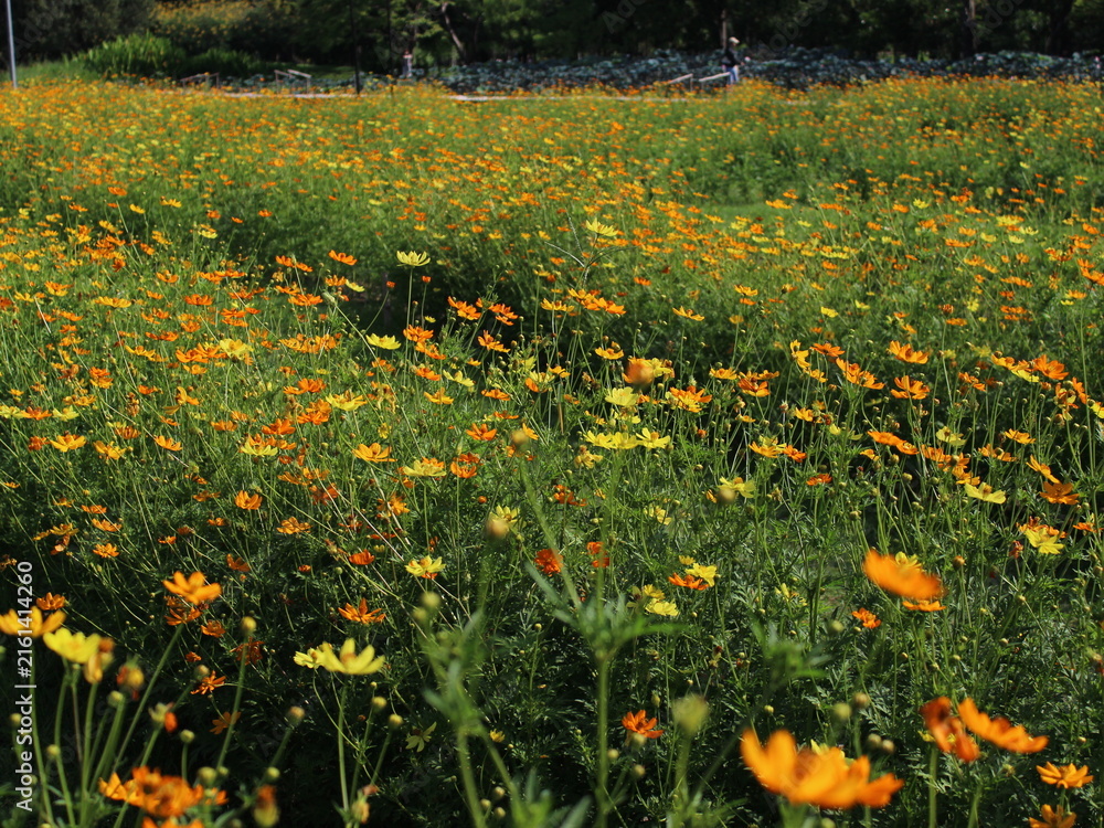 Obraz premium Scenic landscape of yellow and orange cosmos wildflowers stretching across a lush green park.