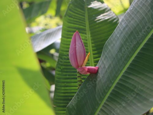 Cuadro en lienzo Pink ornamental banana flower (Musa ornata) emerging between large green banana leaves