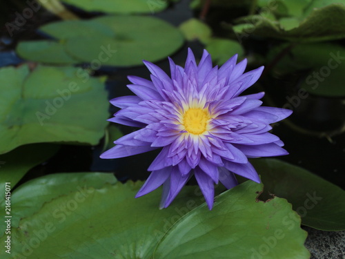 Fotografía Blue water lily (Nymphaea) in garden pond