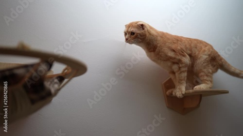 Adorable ginger Scottish Fold cat jumps from wooden wall perch into cozy hanging hammock. Agile feline showing its grace and playfulness in modern home interior. Cute pet action, slow motion.