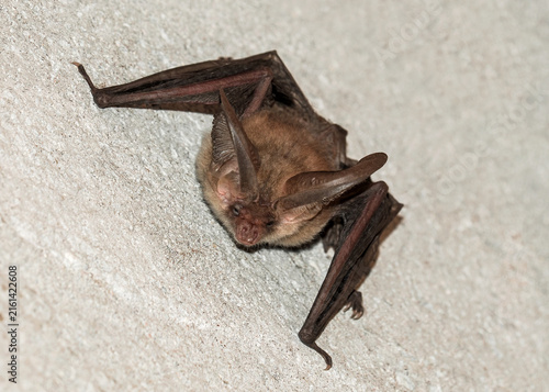 Brown long-eared bat (Plecotus auritus), which rests hanging on the wall