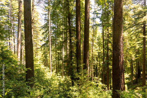 Принти на полотні Tall coast redwood trees in Henry Cowell Redwoods State Park forest