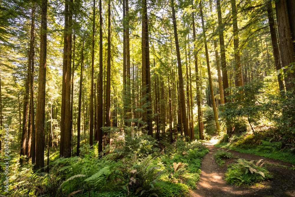 Fototapeta premium Sunlight filtering through towering ancient coast redwood trail with lush ferns