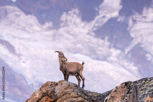 Solitary Alpine Ibex (Capra ibex) on Rocky Outcrop in Almagellertal, Valais, Switzerland