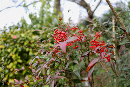 Red Nandina Berries Cluster on Branch with Purple Leaves in Winter Garden