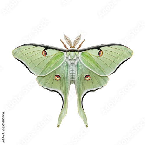 Luna moth with pale green wings, vintage botanical insect illustration, realistic saturniid moth for nature design isolated PNG with Transparent Background