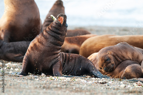 South American  Sea Lion baby, Otaria flavescens, Peninsula Valdes ,Chubut,Patagonia, Argentina.