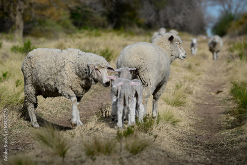 Flock of sheep in rural environment,Patagonia,Argentina