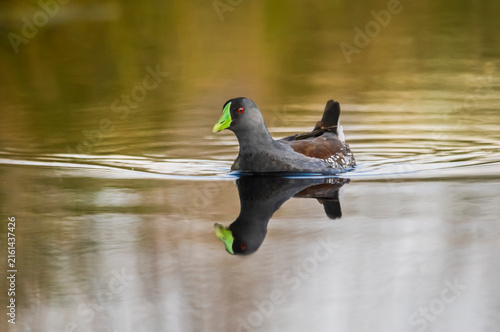 Spot flanked Gallinule, Porphyriops melanops, La Pampa , Argentina