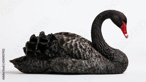 Elegant Black Swan with Red Beak Resting Gracefully on White Background.