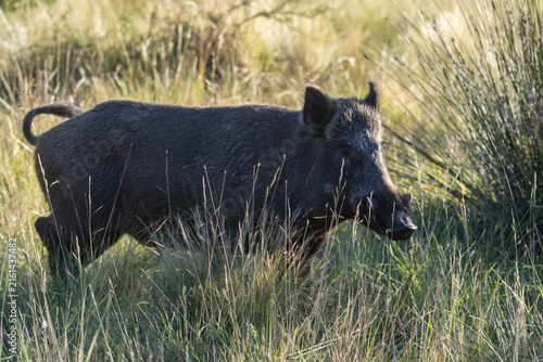 Wild boar in Pampas grass environment, La Pampa province, Patagonia, Argentina.