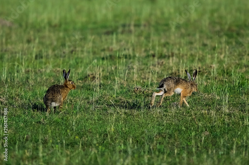 European hare, Lepus europaeus, La Pampa Province, Argentina.