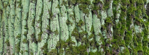 Close-up of green moss and lichen covered tree bark texture in forest background