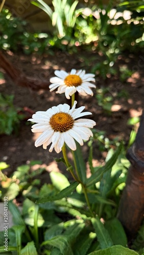 daisies in the garden