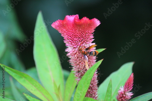 Cuadro en lienzo A potter wasp (Rhynchium brunneum) extracting nector from Celosia, cockscomb or