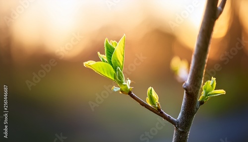 close up of budding tree branch with soft lighting and blurred background