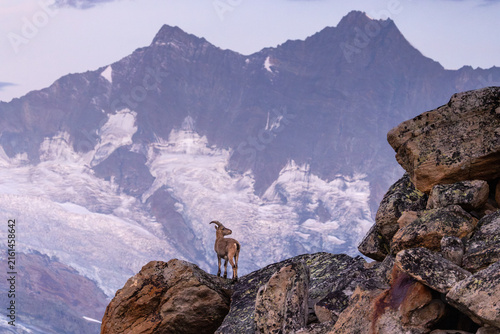Alpine Ibex (Capra ibex) at Sunrise with Glacier and Pennine Alps near Almagellerhütte, Valais, Switzerland