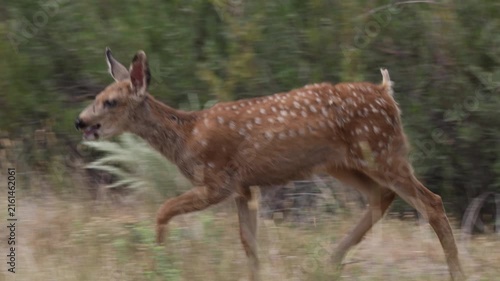 Cute Mule Deer Fawn in Summer in Colroado