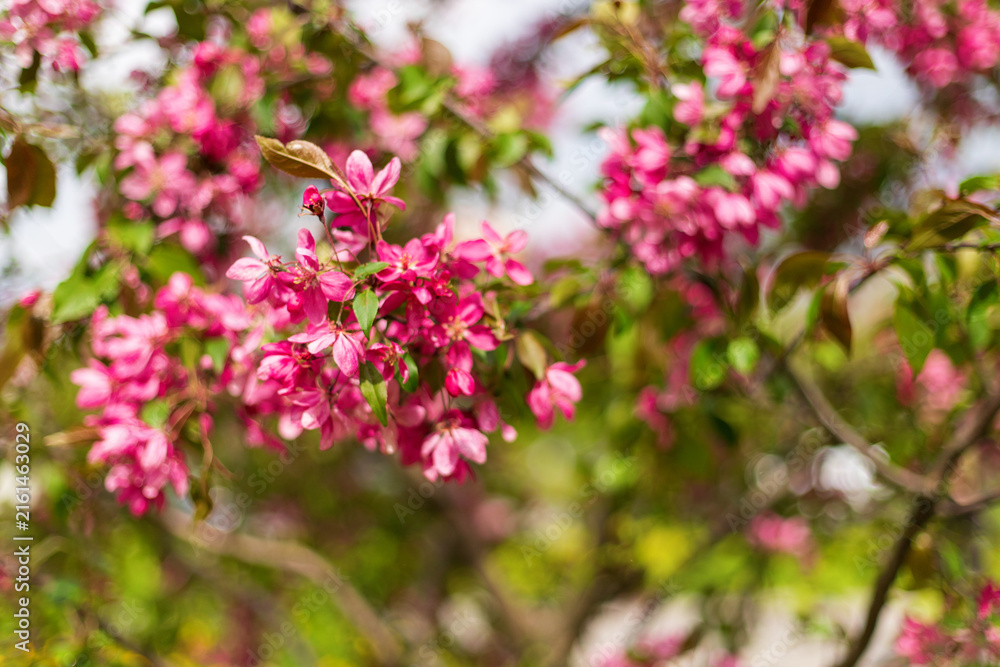 Fototapeta premium Beautiful pink crabapple tree blossoms blooming on branch in sunny garden. Lush spring floral background with soft bokeh. Selective focus photography.