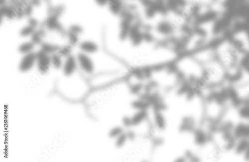 Soft natural tree leaf branch shadows cast with tree leaves branches on transparent background