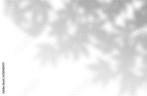 Blurred foliage leaf shadow overlay for creative design with soft blurred on transparent background