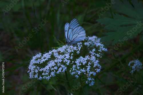 Nectar Seeker on Blossom
