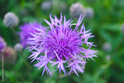 Purple Flower in the Wild