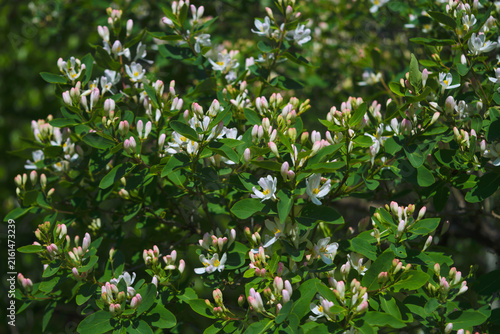 Spring Blooms in Full Bloom